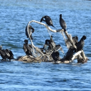 Phalacrocorax sulcirostris at Mallacoota, VIC - 3 Feb 2023