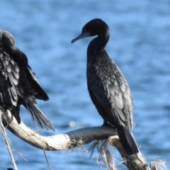 Phalacrocorax sulcirostris at Mallacoota, VIC - 3 Feb 2023 08:48 AM