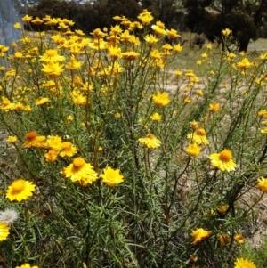 Xerochrysum viscosum at Forde, ACT - 19 Nov 2020