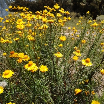 Xerochrysum viscosum (Sticky Everlasting) at Mulligans Flat - 19 Nov 2020 by mlech