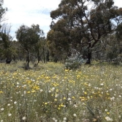 Xerochrysum viscosum at Forde, ACT - 19 Nov 2020