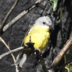 Eopsaltria australis (Eastern Yellow Robin) at Mallacoota, VIC - 2 Feb 2023 by GlossyGal