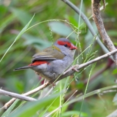 Neochmia temporalis (Red-browed Finch) at Mallacoota, VIC - 2 Feb 2023 by GlossyGal