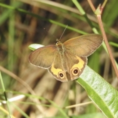 Hypocysta metirius (Brown Ringlet) at Mallacoota, VIC - 2 Feb 2023 by GlossyGal