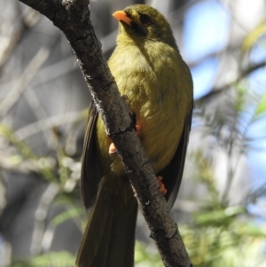 Manorina melanophrys (Bell Miner) at Mallacoota, VIC by GlossyGal