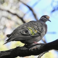 Phaps chalcoptera (Common Bronzewing) at Mallacoota, VIC - 3 Feb 2023 by GlossyGal