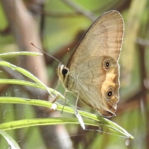 Hypocysta metirius at Mallacoota, VIC - 3 Feb 2023