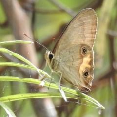 Hypocysta metirius (Brown Ringlet) at Mallacoota, VIC - 3 Feb 2023 by GlossyGal