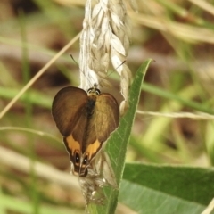 Hypocysta metirius at Mallacoota, VIC - 3 Feb 2023