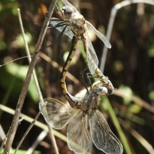 Hemicordulia tau at Mallacoota, VIC - 5 Feb 2023