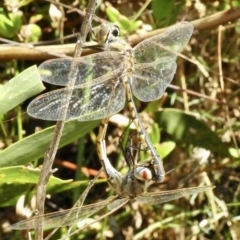 Hemicordulia tau at Mallacoota, VIC - 5 Feb 2023 11:25 AM