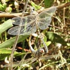 Hemicordulia tau at Mallacoota, VIC - 5 Feb 2023