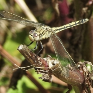 Orthetrum caledonicum at Mallacoota, VIC - 5 Feb 2023