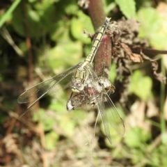 Orthetrum caledonicum at Mallacoota, VIC - 5 Feb 2023 12:02 PM