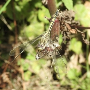 Orthetrum caledonicum at Mallacoota, VIC - 5 Feb 2023