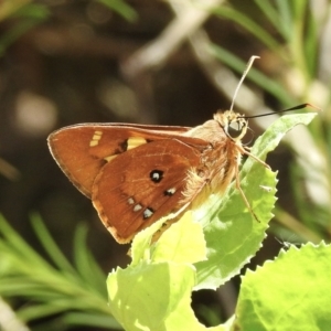 Trapezites eliena (TBC) at suppressed by GlossyGal