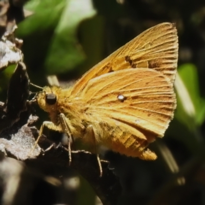 Trapezites eliena (Orange Ochre) at Namadgi National Park - 6 Feb 2023 by JohnBundock