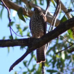 Accipiter cirrocephalus (Collared Sparrowhawk) at Wollondilly Local Government Area - 5 Feb 2023 by bufferzone