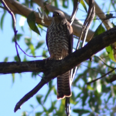 Accipiter cirrocephalus (Collared Sparrowhawk) at Wollondilly Local Government Area - 5 Feb 2023 by bufferzone