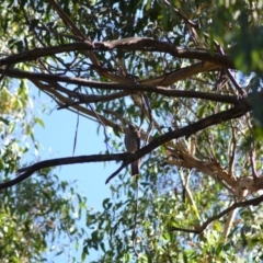 Accipiter cirrocephalus at Oakdale, NSW - 5 Feb 2023