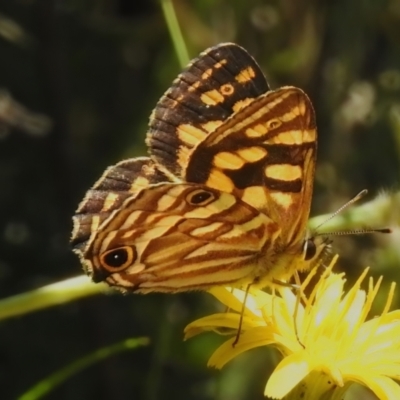 Oreixenica kershawi (Striped Xenica) at Namadgi National Park - 6 Feb 2023 by JohnBundock