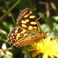 Oreixenica kershawi at Cotter River, ACT - 6 Feb 2023 01:10 PM