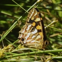 Oreixenica kershawi (Striped Xenica) at Namadgi National Park - 6 Feb 2023 by JohnBundock