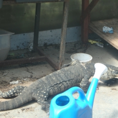 Varanus varius (Lace Monitor) at Wollondilly Local Government Area - 11 Jan 2023 by bufferzone