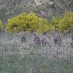 Macropus giganteus (Eastern Grey Kangaroo) at Wollondilly Local Government Area - 20 Dec 2022 by bufferzone