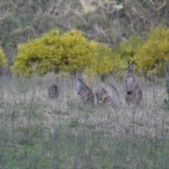 Macropus giganteus (Eastern Grey Kangaroo) at Oakdale, NSW - 20 Dec 2022 by bufferzone