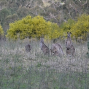 Macropus giganteus at Oakdale, NSW - suppressed