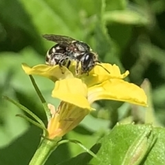 Lipotriches (Austronomia) phanerura (Halictid Bee) at Dulwich Hill, NSW - 9 Jan 2023 by JudeWright