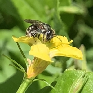 Lipotriches (Austronomia) phanerura at Dulwich Hill, NSW - 9 Jan 2023