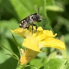 Lipotriches (Austronomia) phanerura at Dulwich Hill, NSW - 9 Jan 2023