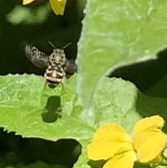 Lipotriches (Austronomia) phanerura at Dulwich Hill, NSW - 9 Jan 2023