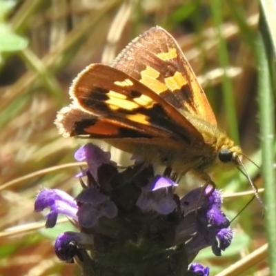 Trapezites eliena (Orange Ochre) at Namadgi National Park - 6 Feb 2023 by JohnBundock