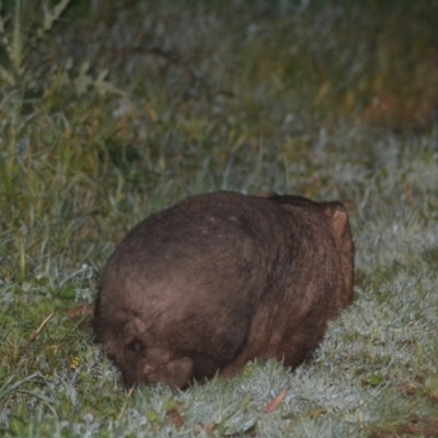 Vombatus ursinus (Common wombat, Bare-nosed Wombat) at Wollondilly Local Government Area - 3 Jan 2023 by bufferzone