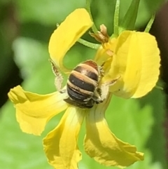 Lipotriches (Austronomia) phanerura (Halictid Bee) at Dulwich Hill, NSW - 10 Jan 2023 by JudeWright