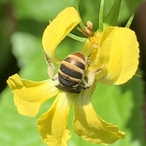 Lipotriches (Austronomia) phanerura at Dulwich Hill, NSW - 10 Jan 2023