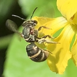 Lipotriches (Austronomia) phanerura at Dulwich Hill, NSW - 10 Jan 2023