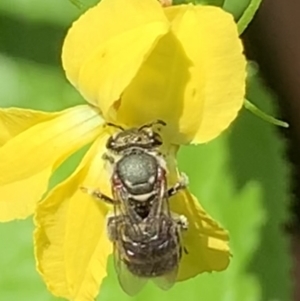 Lipotriches (Austronomia) phanerura at Dulwich Hill, NSW - 10 Jan 2023