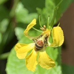 Lipotriches (Austronomia) phanerura at Dulwich Hill, NSW - 10 Jan 2023