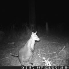 Macropodidae (family) (Unknown kangaroo or wallaby) at Oakdale, NSW - 7 Dec 2022 by bufferzone