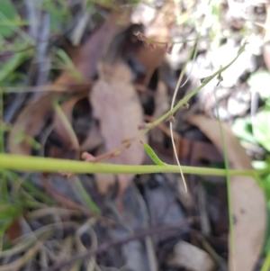 Brachyscome spathulata at Tinderry, NSW - 6 Feb 2023