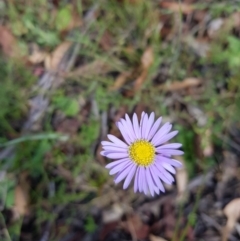 Brachyscome spathulata at Tinderry, NSW - 6 Feb 2023 03:48 PM