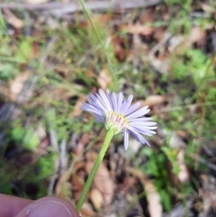 Brachyscome spathulata at Tinderry, NSW - 6 Feb 2023 03:48 PM