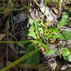 Brachyscome spathulata at Tinderry, NSW - 6 Feb 2023 03:48 PM