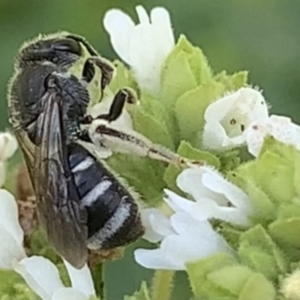 Lasioglossum (Chilalictus) sp. (genus & subgenus) at Dulwich Hill, NSW - suppressed