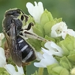 Lasioglossum (Chilalictus) sp. (genus & subgenus) (Halictid bee) at Dulwich Hill, NSW - 10 Jan 2023 by JudeWright