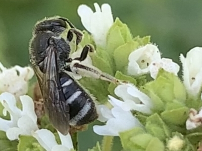 Lasioglossum (Chilalictus) sp. (genus & subgenus) (Halictid bee) at Dulwich Hill, NSW - 10 Jan 2023 by JudeWright